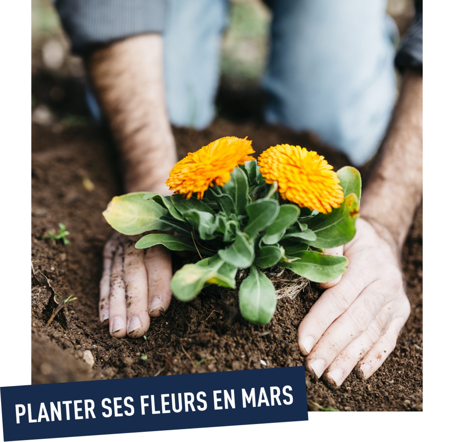 Plantations de mars : préparez votre jardin